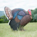 Wildcrete Turkey